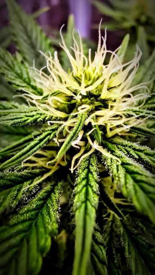 Lockdown Kush. Week 11
