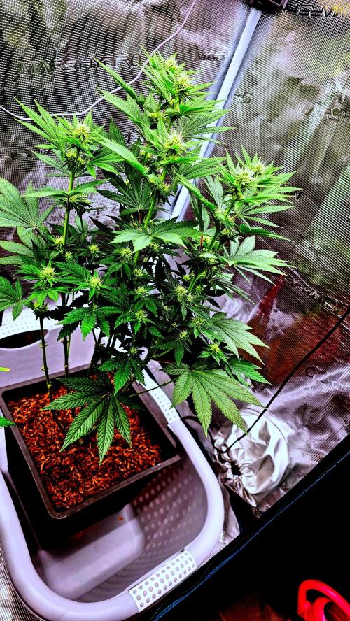 Lockdown Kush. Week 11