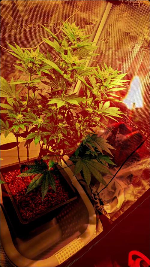 Lockdown Kush