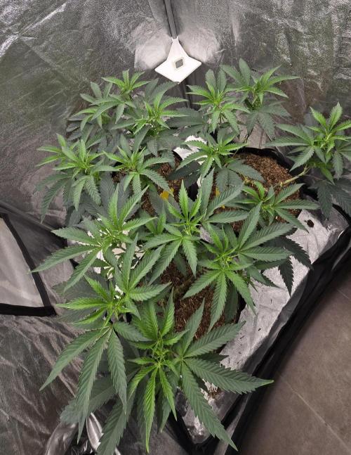 Ice Cream Cake - SeedJunkyGenetics. Week 9