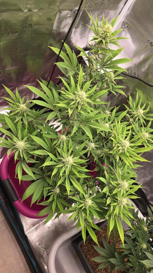 Oreoz. Week 13