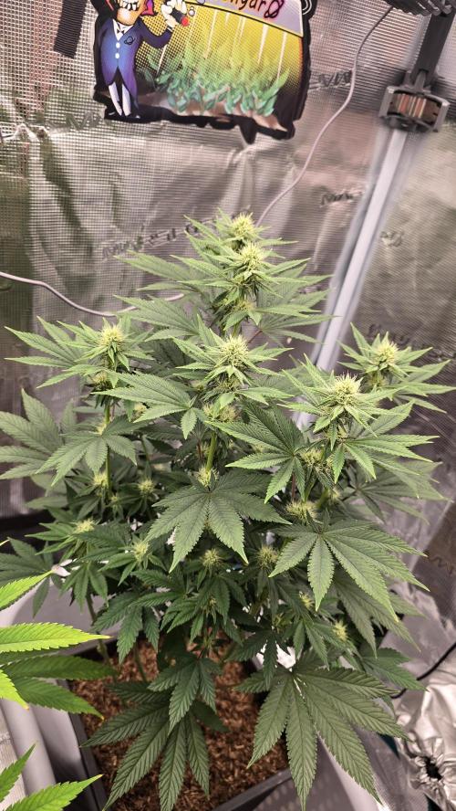 Lockdown Kush. Week 11
