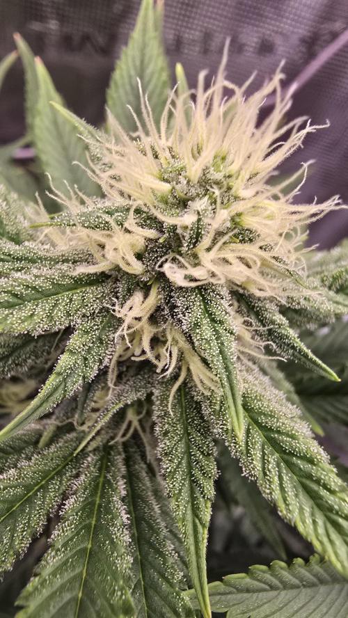 Lockdown Kush. Week 11