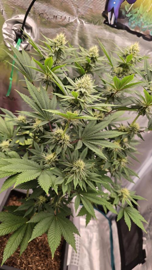 Lockdown Kush. Week 11