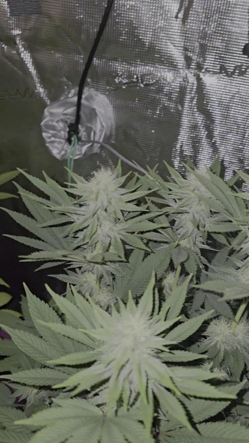 Lockdown Kush