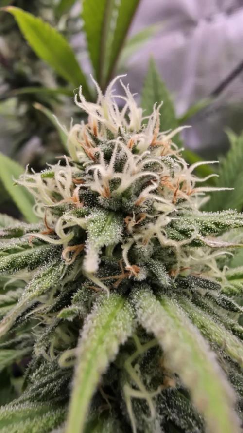 Oreoz Steckling. Week 13