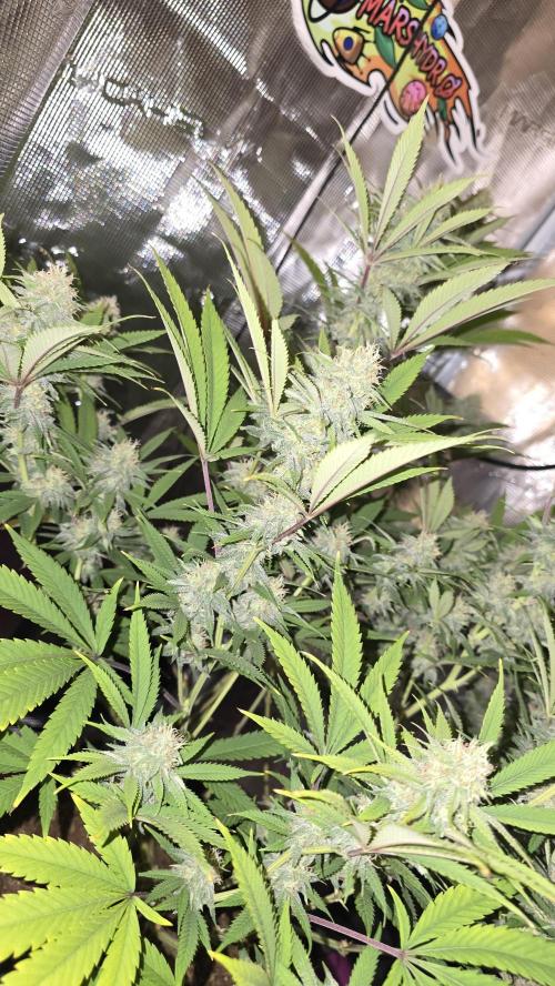 Oreoz Steckling. Week 13