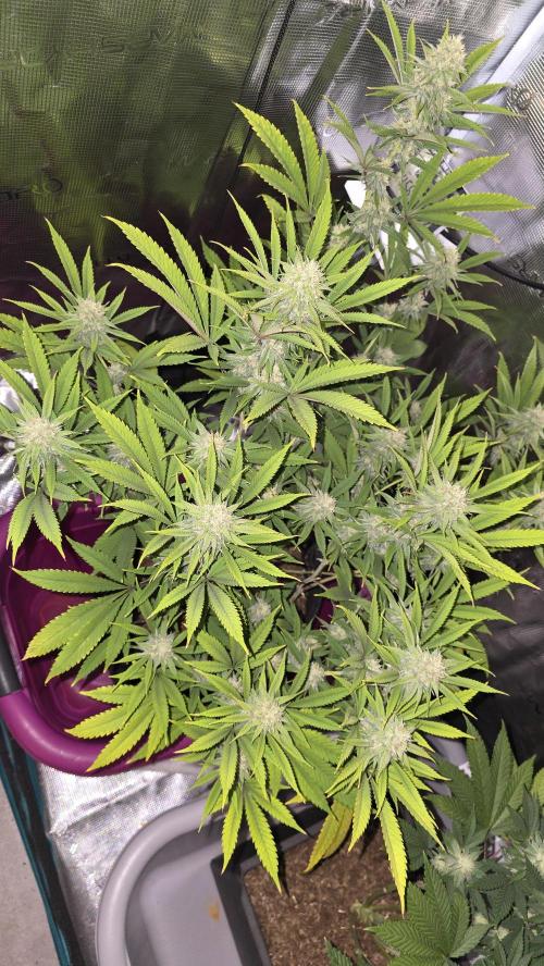 Oreoz. Week 13