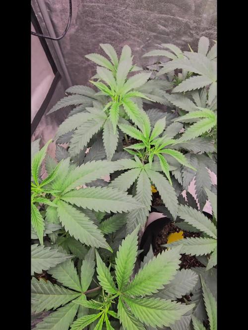 Ice Cream Cake - SeedJunkyGenetics
