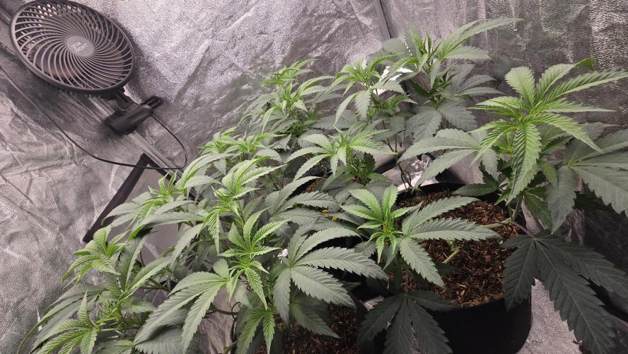 Ice Cream Cake - SeedJunkyGenetics. Week 10
