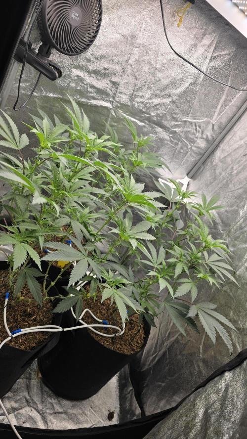 Ice Cream Cake - SeedJunkyGenetics. Week 11