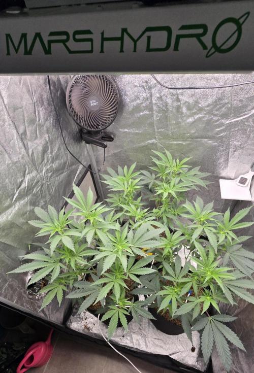 Ice Cream Cake - SeedJunkyGenetics. Week 11