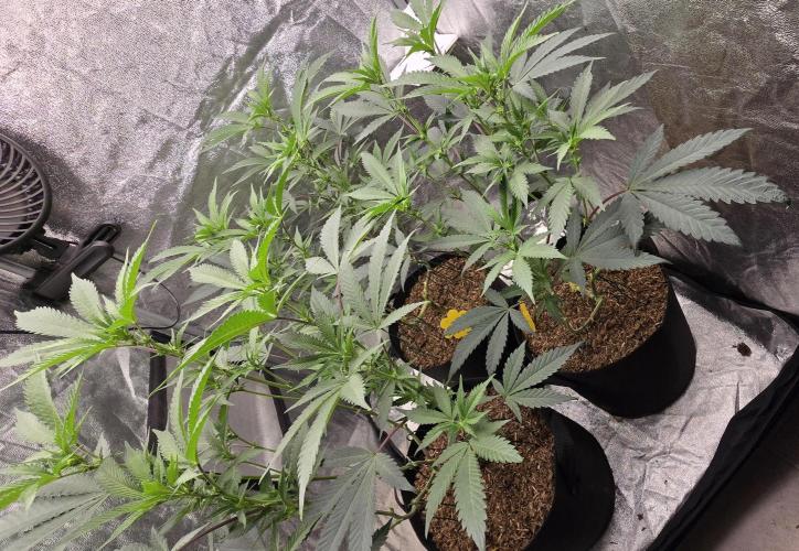 Ice Cream Cake - SeedJunkyGenetics. Week 11