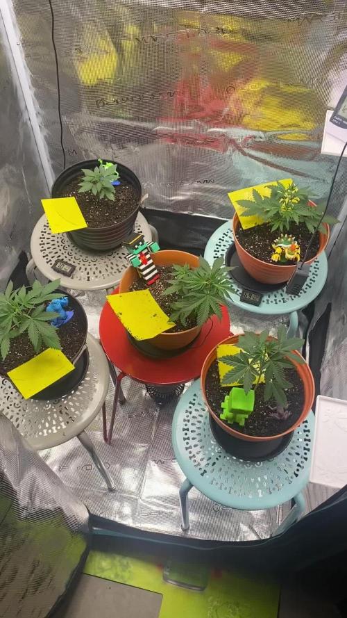 Unruly Grows