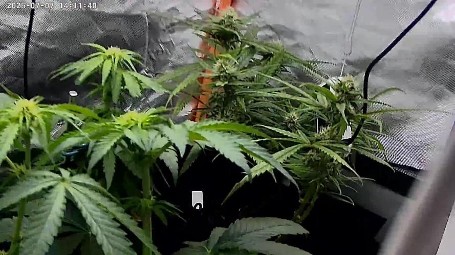 My first grow.. Royal Domina