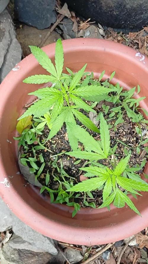 Outdoor bagseed grow