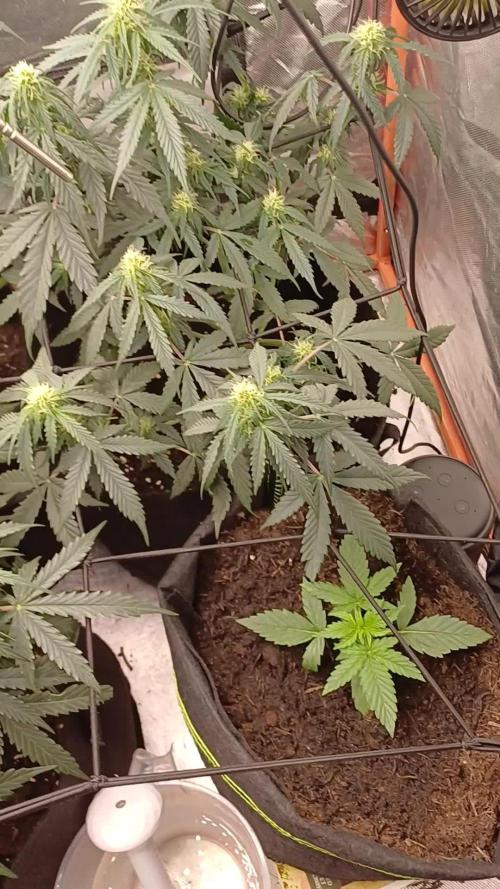 Grow # 4: Newbie Auto Run