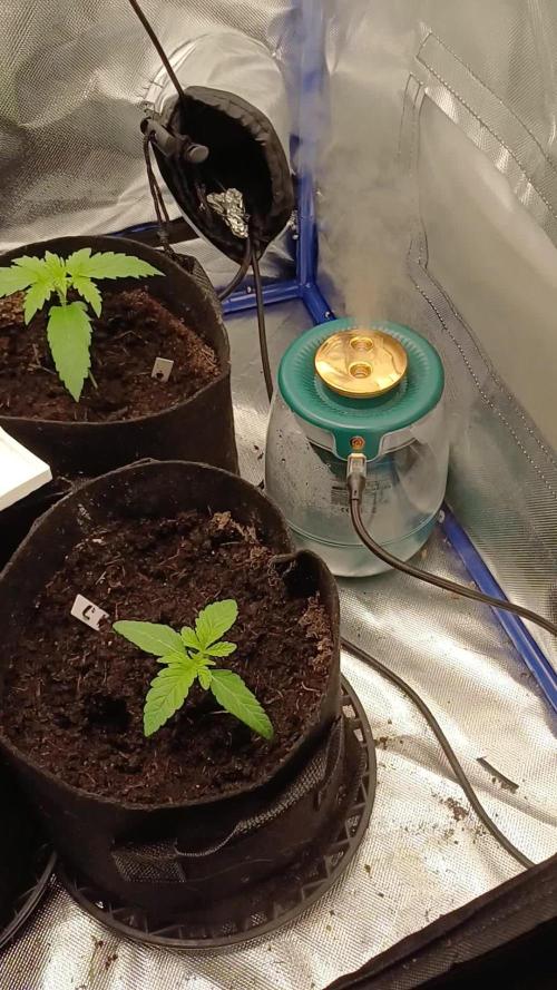 Another micro grow
