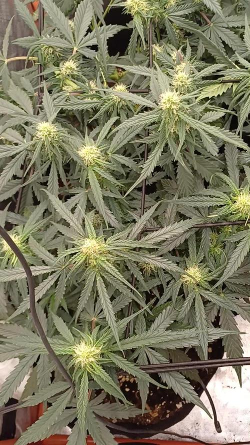 Grow # 4: Newbie Auto Run
