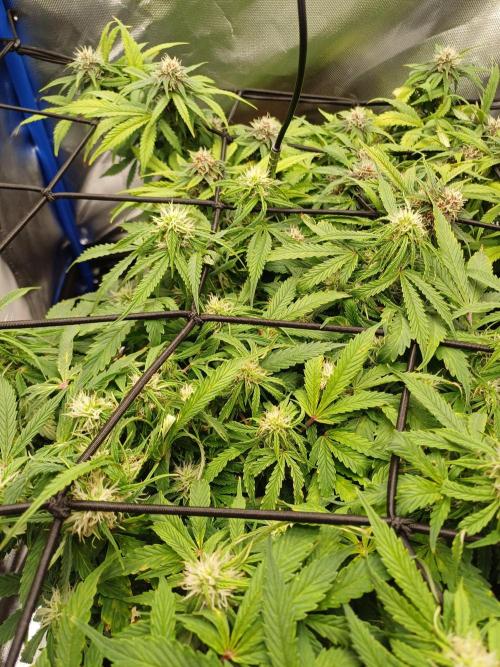 All Star Auto grow. Week 8