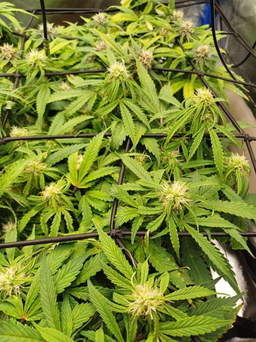 All Star Auto grow. Week 8