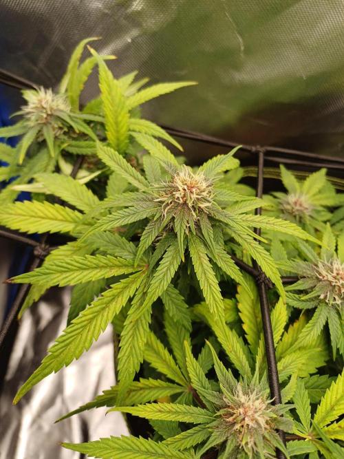 All Star Auto grow. Week 8