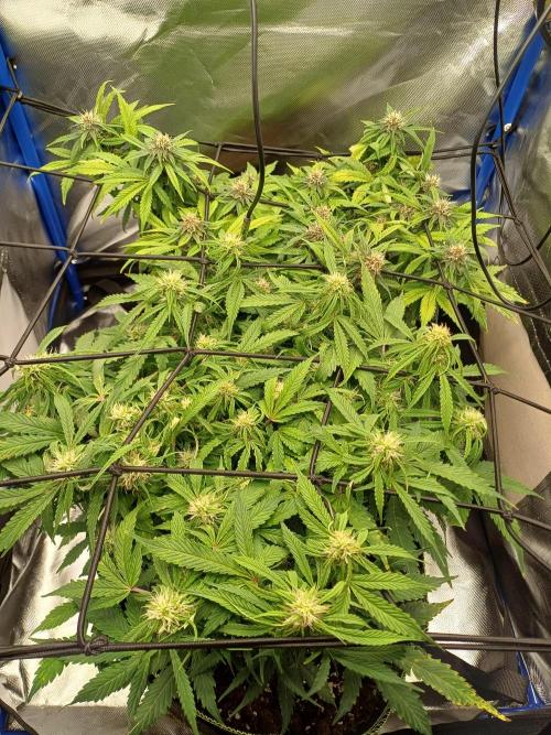 All Star Auto grow. Week 8