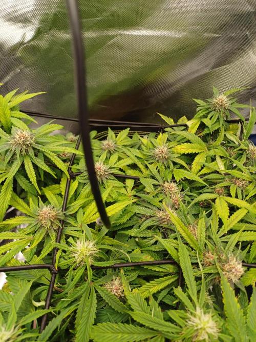 All Star Auto grow. Week 8