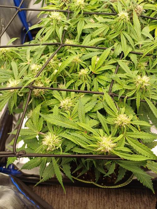 All Star Auto grow. Week 8