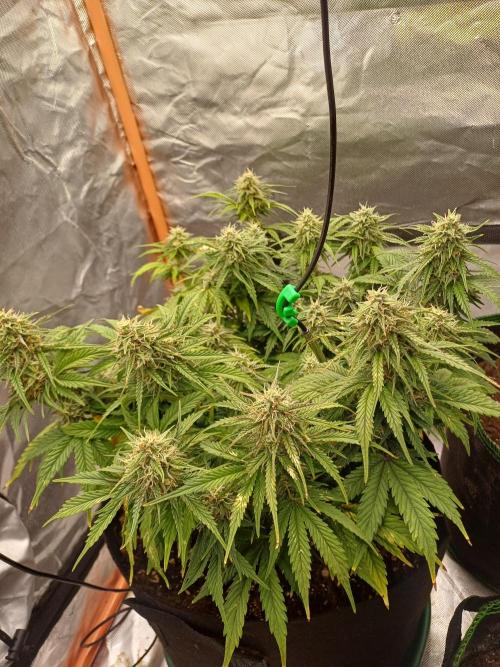 All Star Auto grow. Week 8