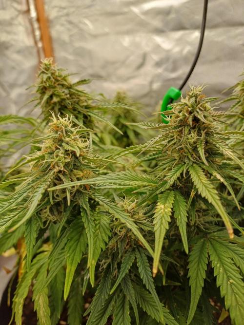 All Star Auto grow. Week 8