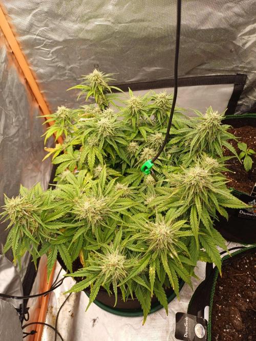 All Star Auto grow. Week 8