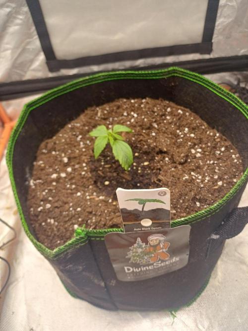 Divine Seeds Black Opium. Week 2