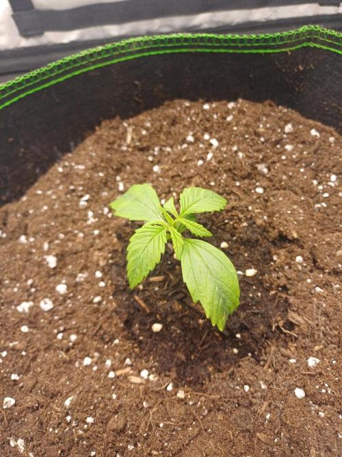 Divine Seeds Black Opium. Week 2