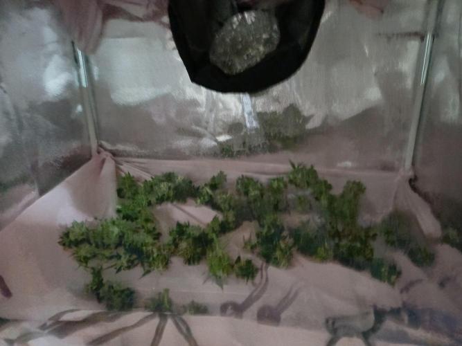 All Star Auto grow. Week 9