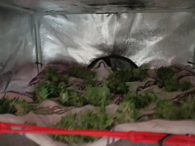 All Star Auto grow. Week 9