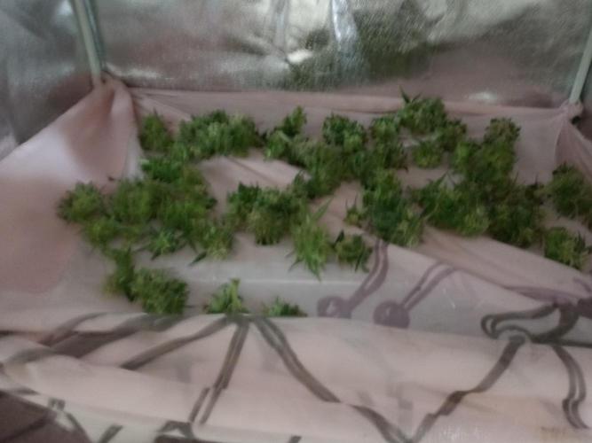 All Star Auto grow. Week 9