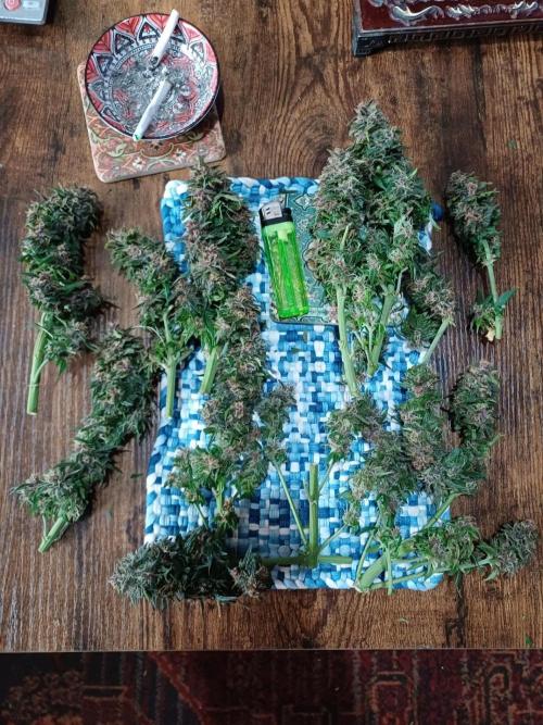 All Star Auto grow. Week 9