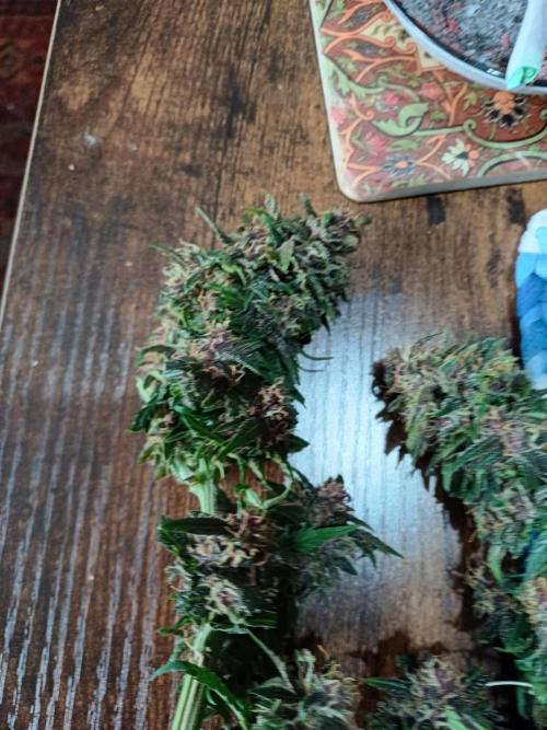 All Star Auto grow. Week 9