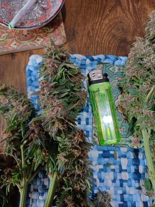 All Star Auto grow. Week 9