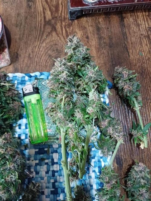 All Star Auto grow. Week 9