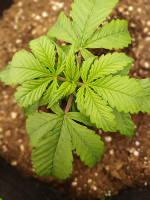 Divine Seeds Black Opium. Week 3