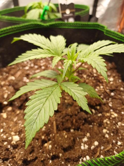 Divine Seeds Auto Pablo Escobar. Week 3