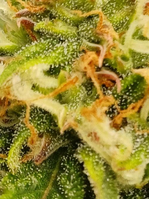 All Star Auto grow. Week 10