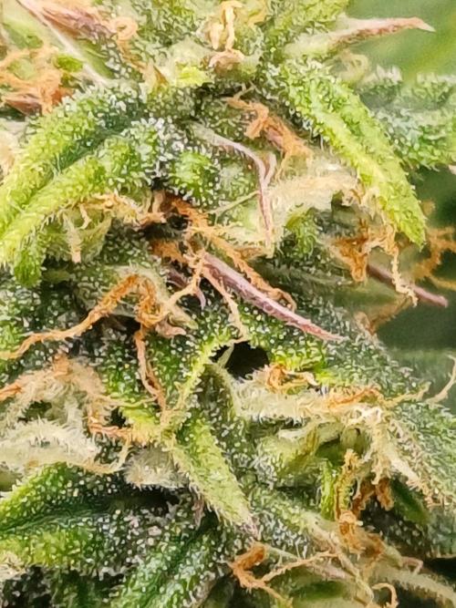 All Star Auto grow. Week 10