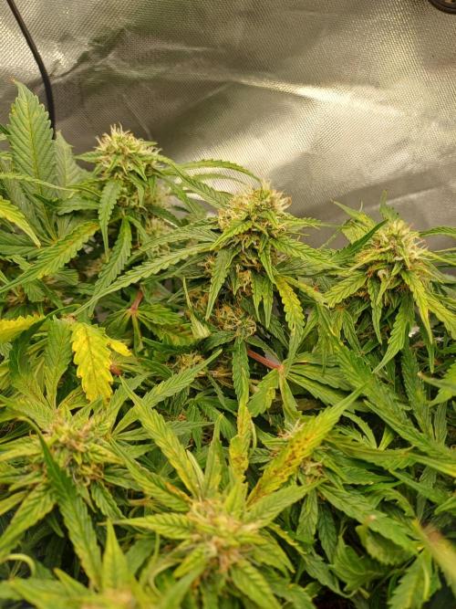 All Star Auto grow. Week 10