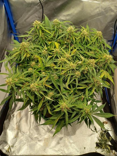 All Star Auto grow. Week 10