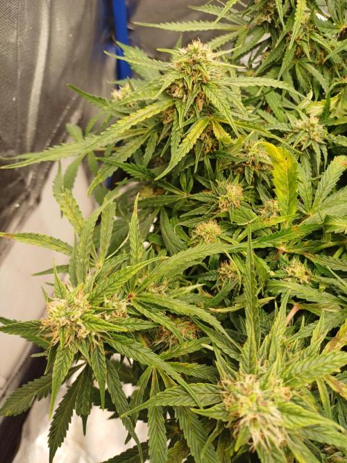 All Star Auto grow. Week 10