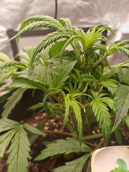 Divine Seeds Auto Pablo Escobar. Week 4