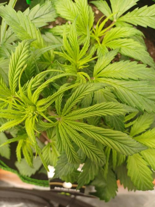 Divine Seeds Auto Pablo Escobar. Week 4